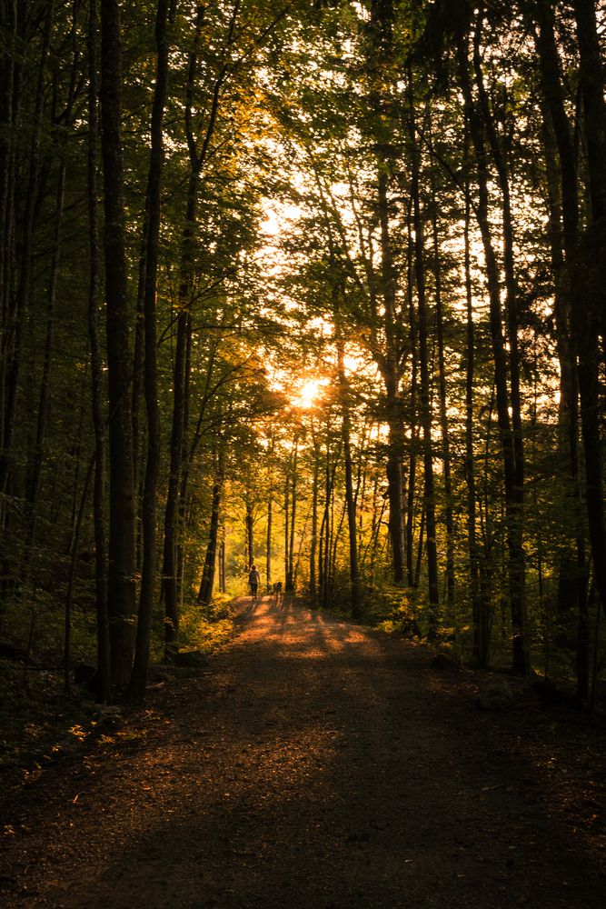 Waldweg zur Goldenen Stunde