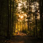 Waldweg zur Goldenen Stunde