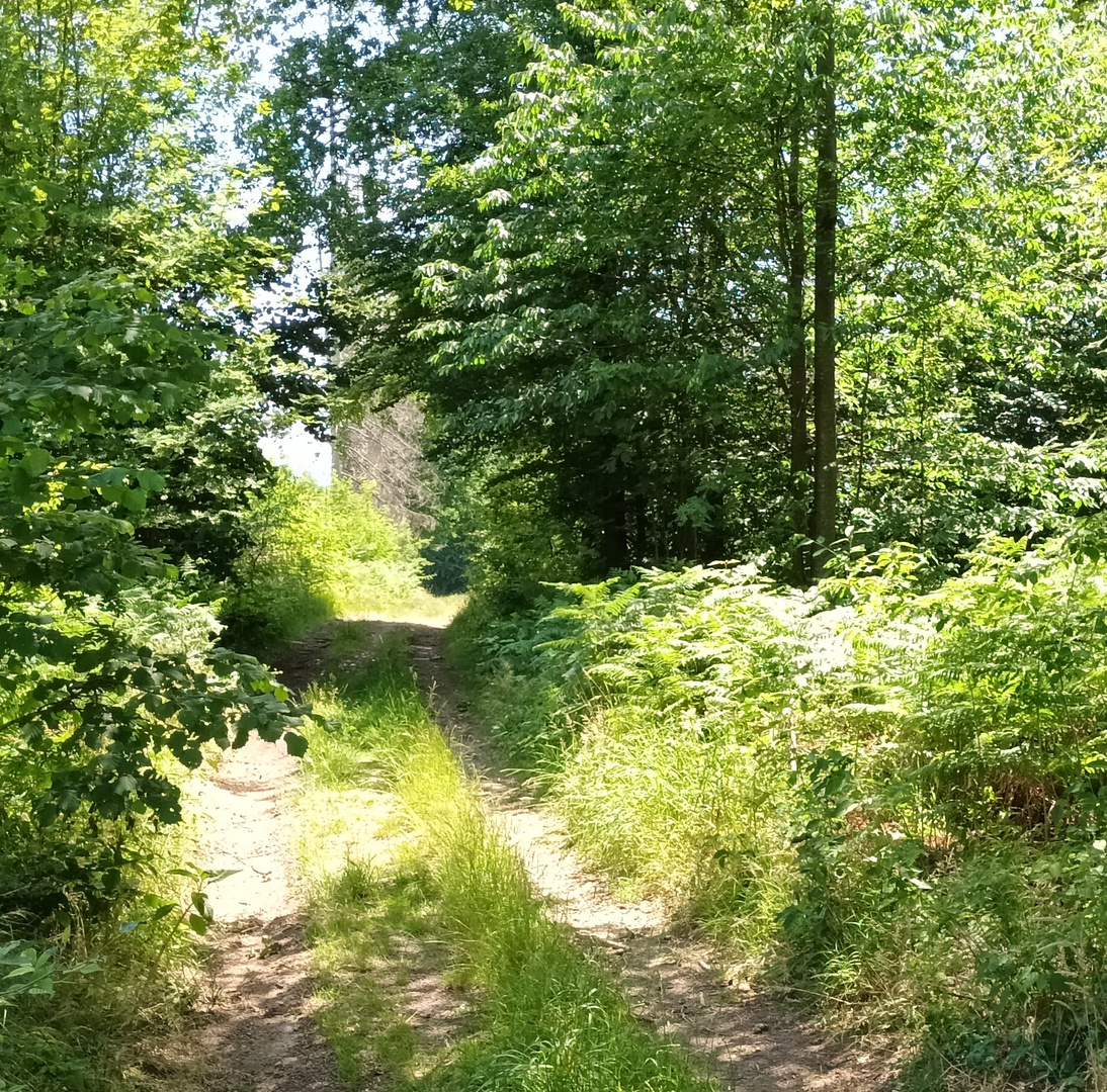 Waldweg zwischen Reichshof-Eichholz und Reichshof-Erdingen