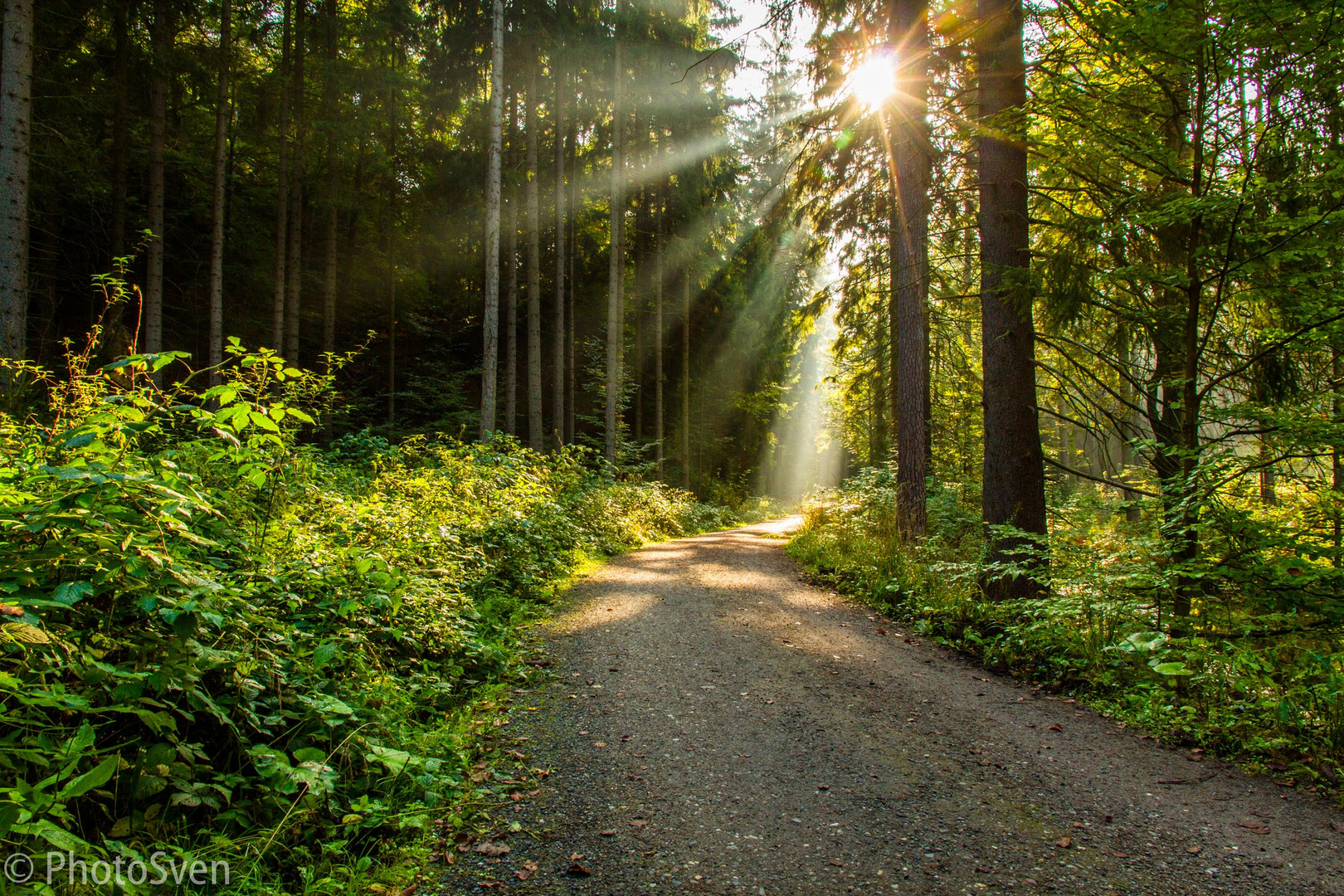Waldweg_01 Foto & Bild | natur, landschaft, wildlife Bilder auf