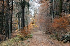 Waldweg_2