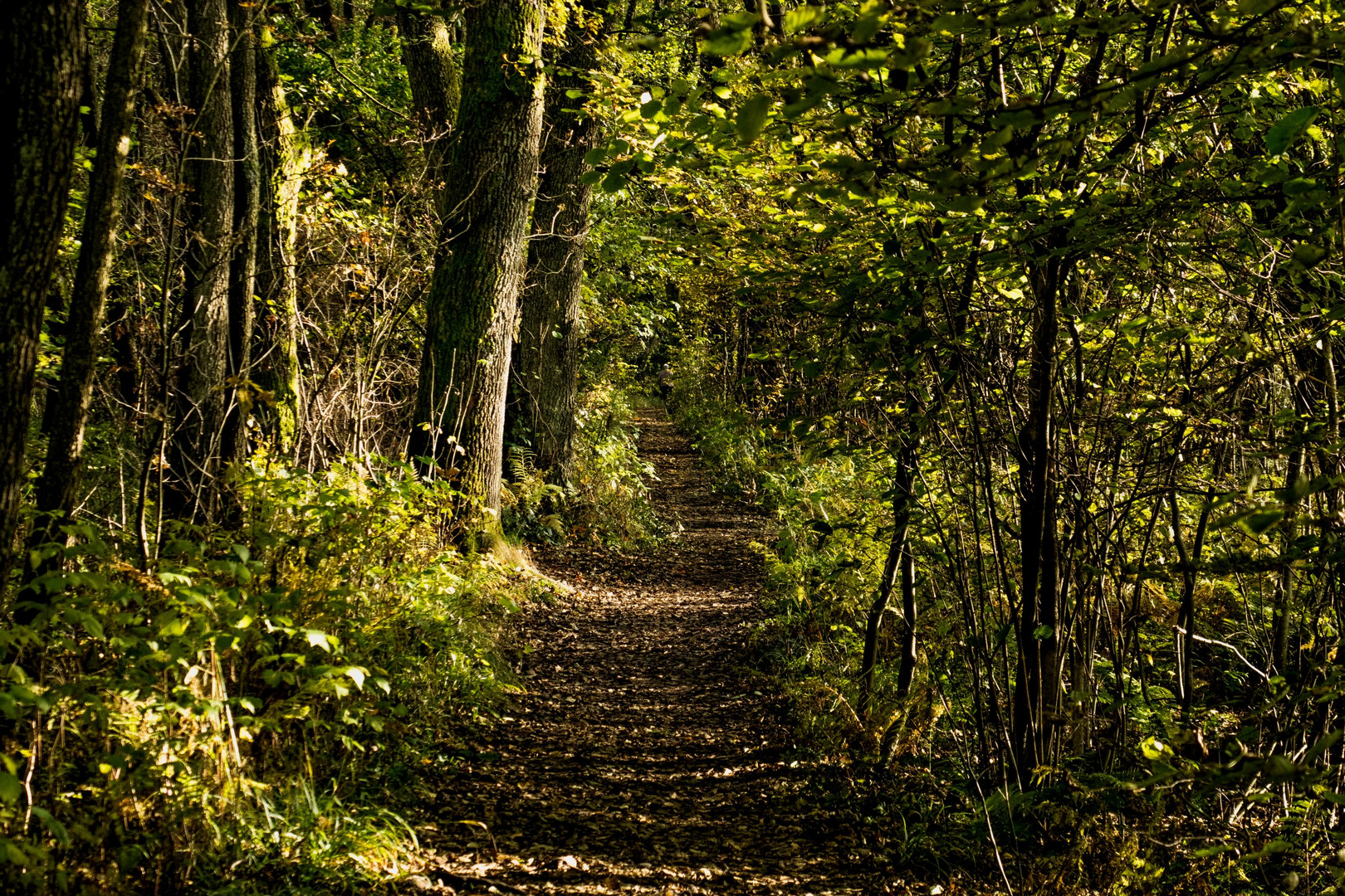 "Waldwege" Foto & Bild | wald, bäume, natur Bilder auf fotocommunity