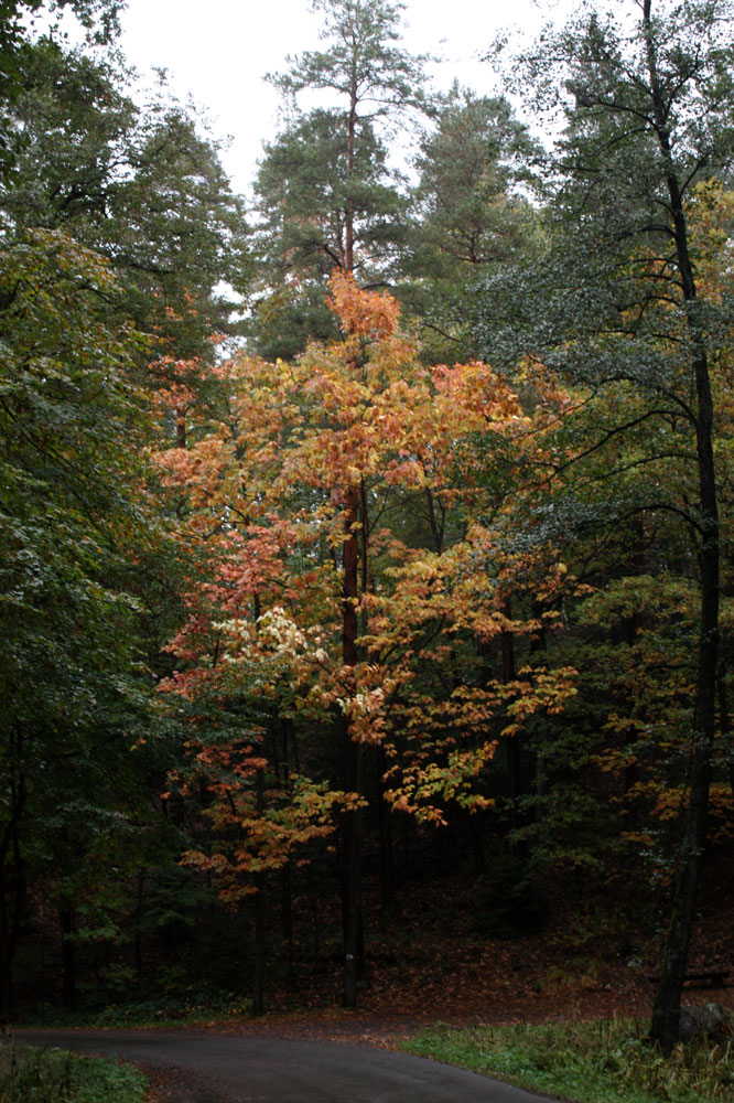 Waldwege (1)