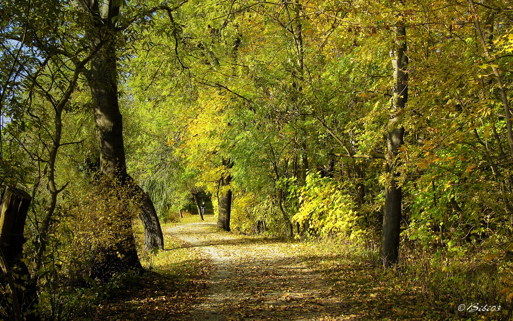 Waldwege Foto & Bild | jahreszeiten, herbst, natur Bilder auf