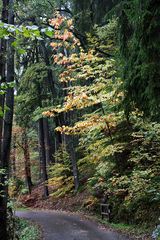 Waldwege (3)