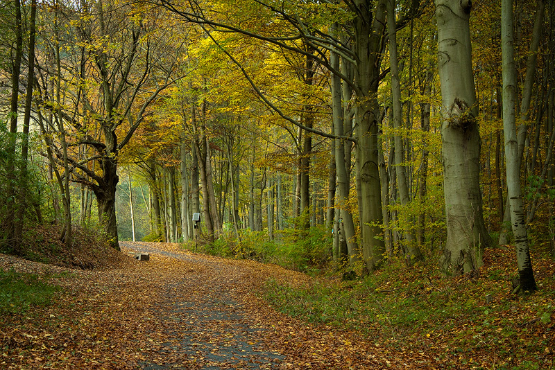 Waldwege