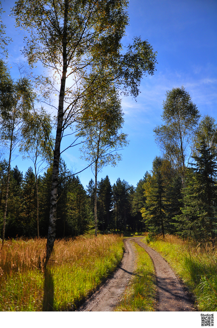 Waldwege