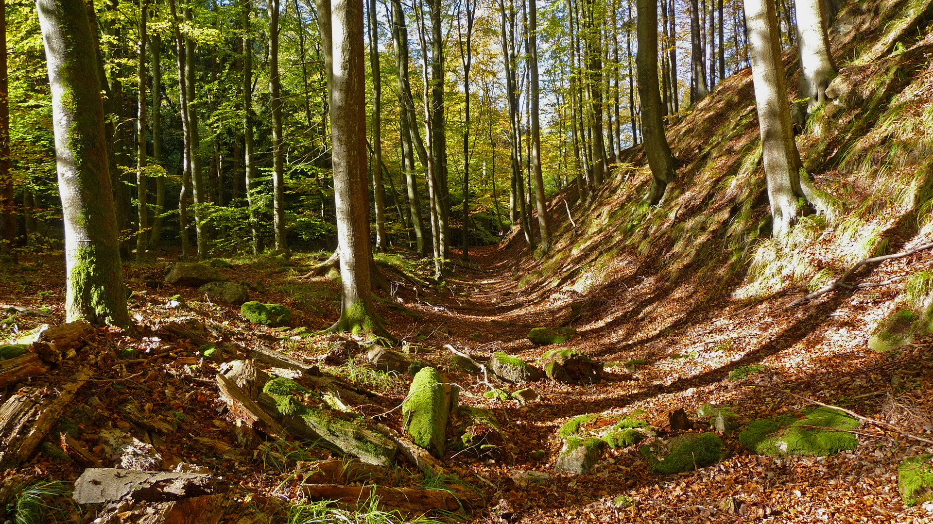 Waldwege Foto & Bild | jahreszeiten, herbst, brocken Bilder auf