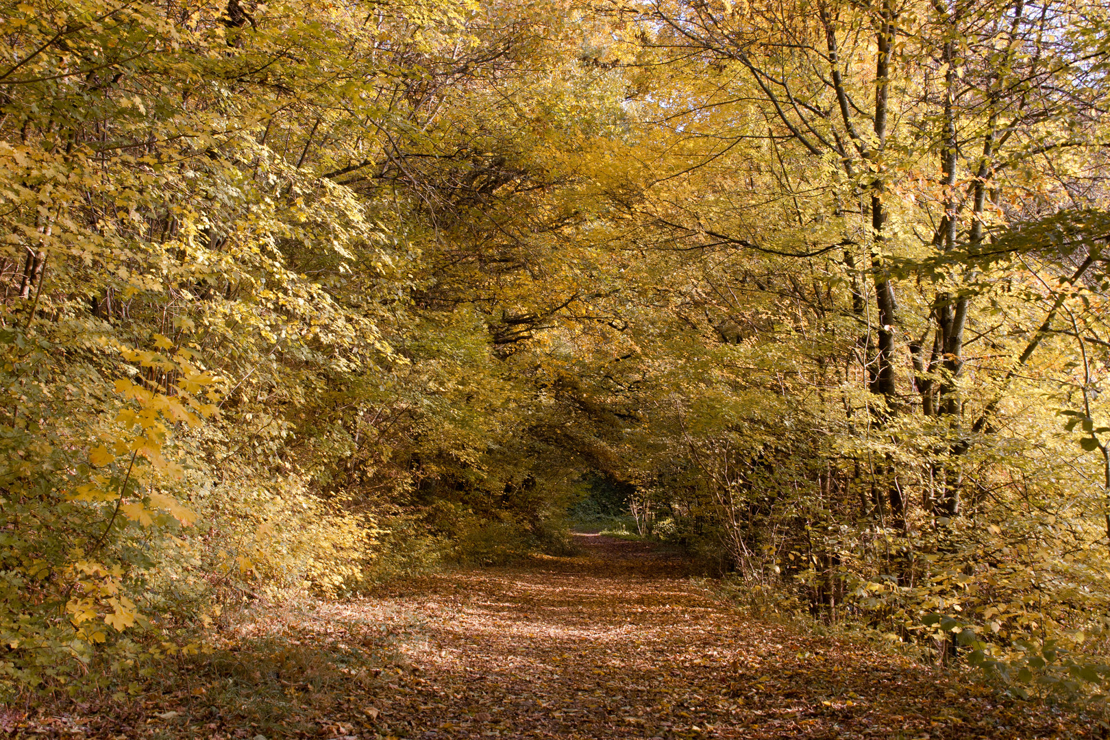 waldwege im herbst II