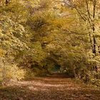 waldwege im herbst II