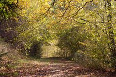 waldwege im herbst IV