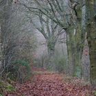 waldwege im herbst VI