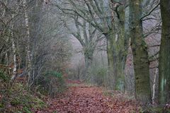 waldwege im herbst VI