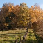 waldwege im herbst VII