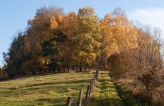 waldwege im herbst VII