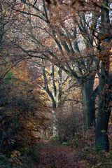 waldwege im herbst VIII