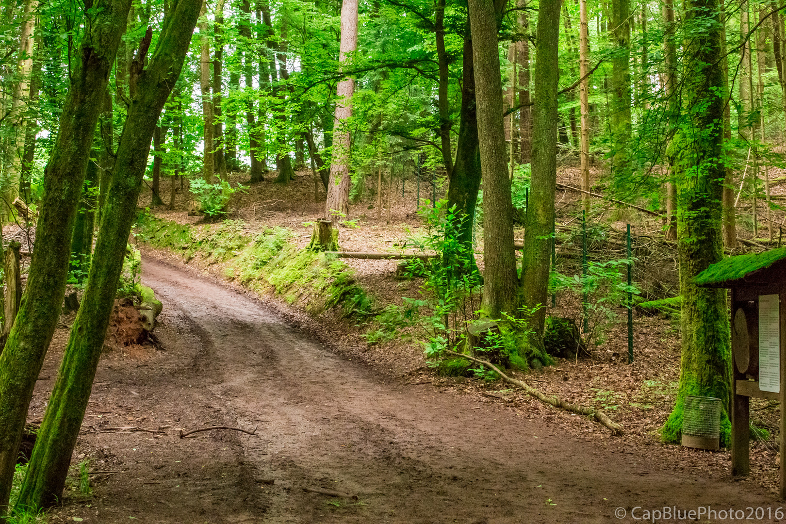 Waldwege im Wildpark Silz