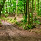 Waldwege im Wildpark Silz