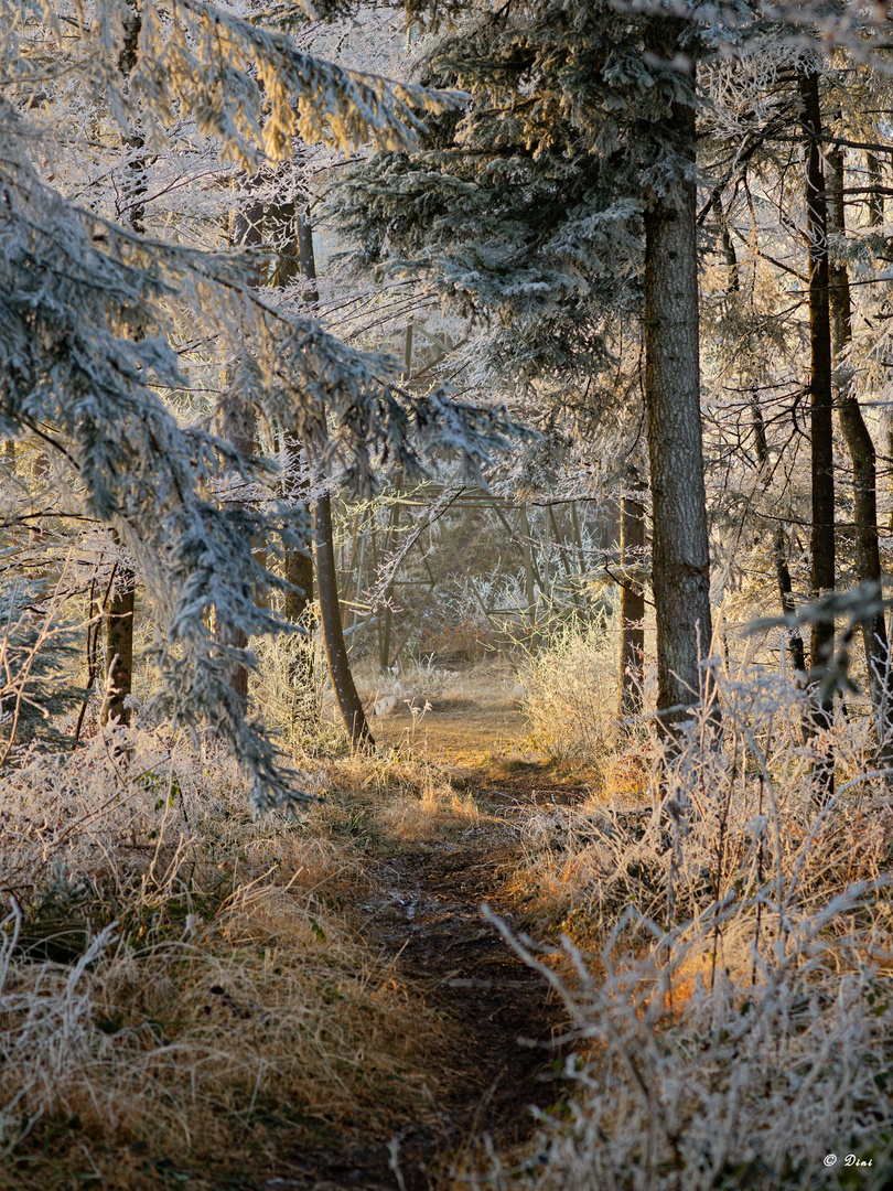 Waldweg_I