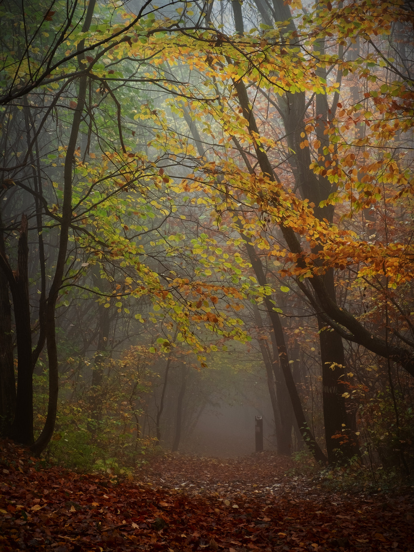 Waldweg_im_Morgennebel