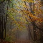 Waldweg_im_Morgennebel