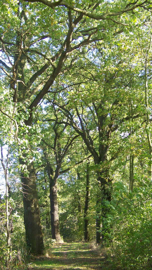 Waldweg/le chemin forestier