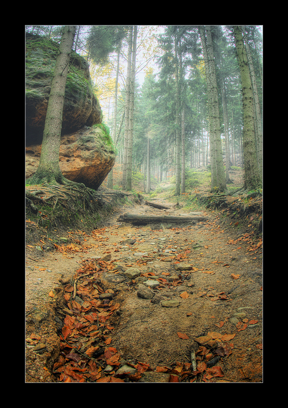 Waldwegnebelstimmung