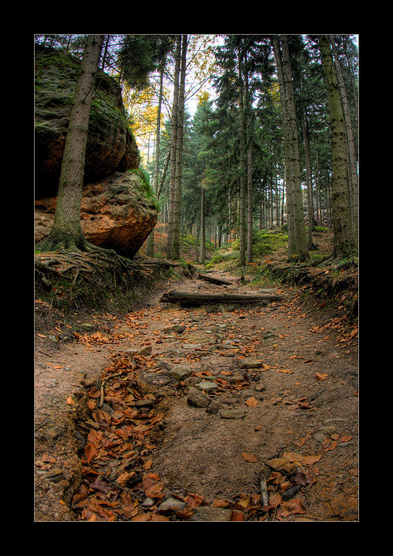 Waldweg(ohne)nebelstimmung