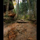 Waldweg(ohne)nebelstimmung