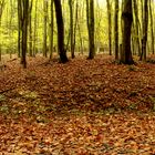 Waldwegpanorama