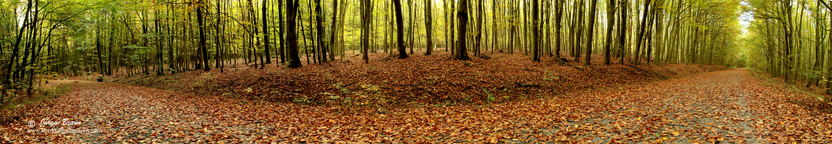 Waldwegpanorama