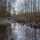 Waldwegpfützenspiegelung 2024_01