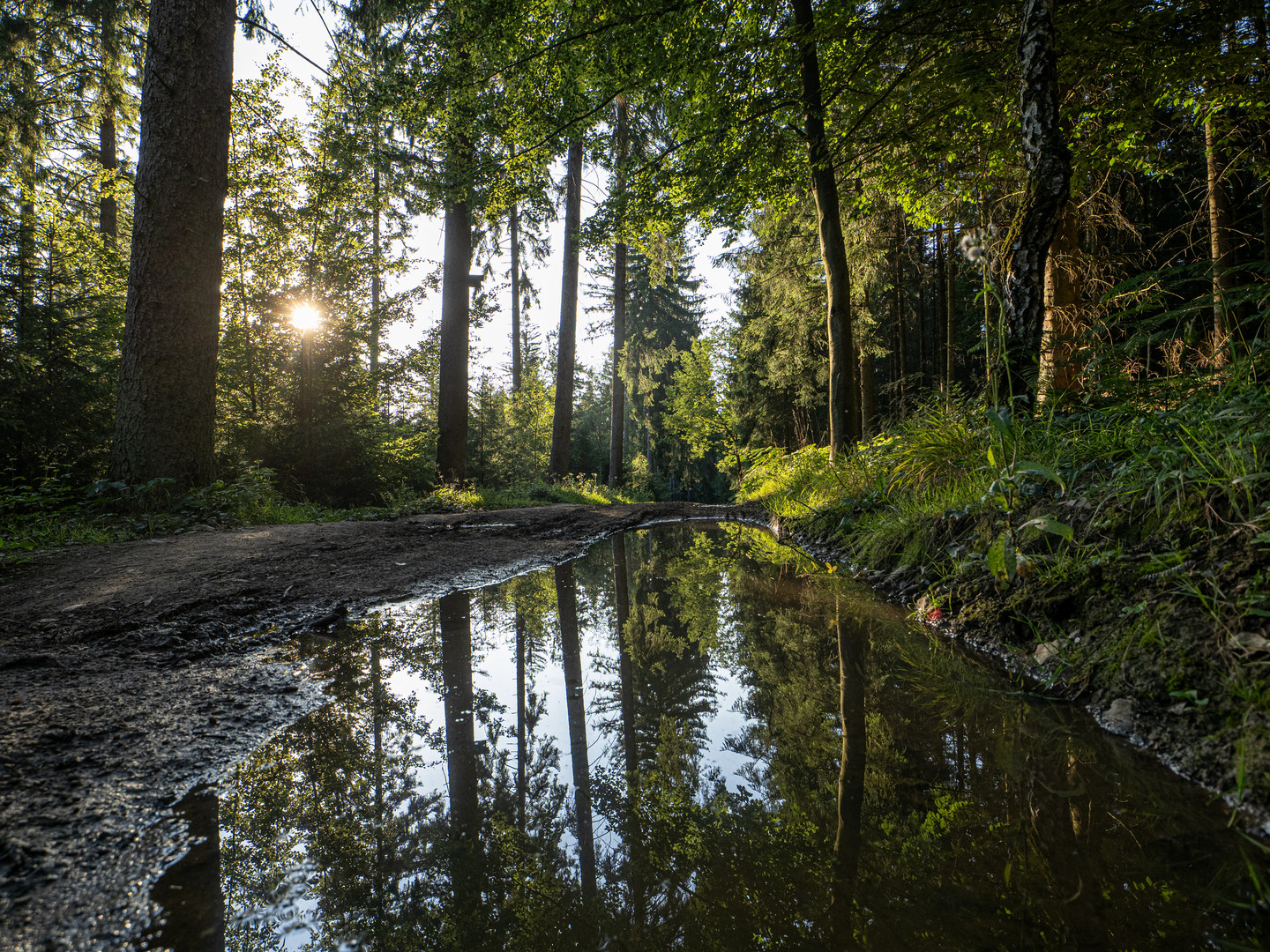 Waldwegpfützenspiegelung