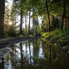 Waldwegpfützenspiegelung