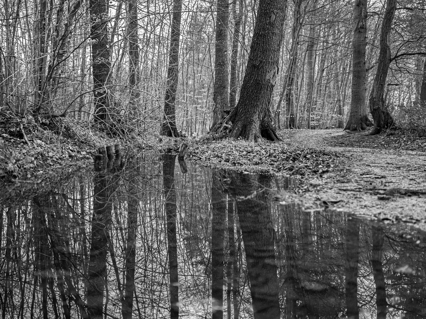 Waldwegpfützenspiegelung sw 2024_2