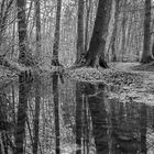 Waldwegpfützenspiegelung sw 2024_2