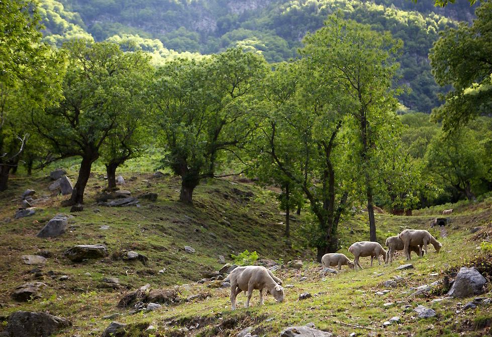 Waldweide im Tessin - Maronen und Schafe