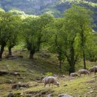 Waldweide im Tessin - Maronen und Schafe