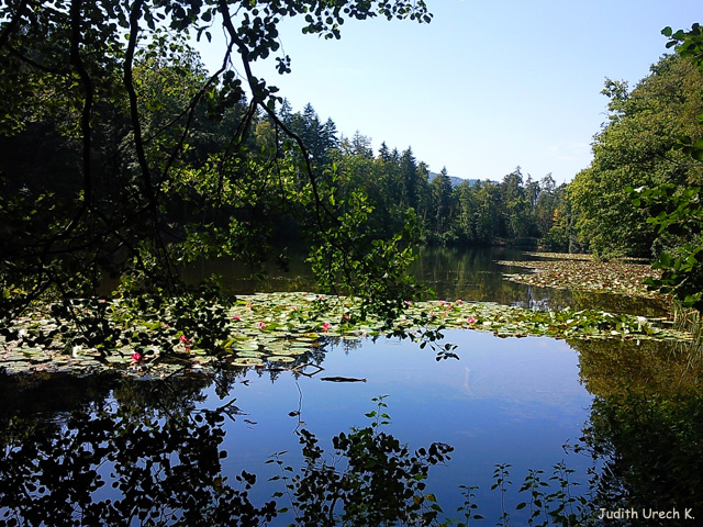 Waldweiher