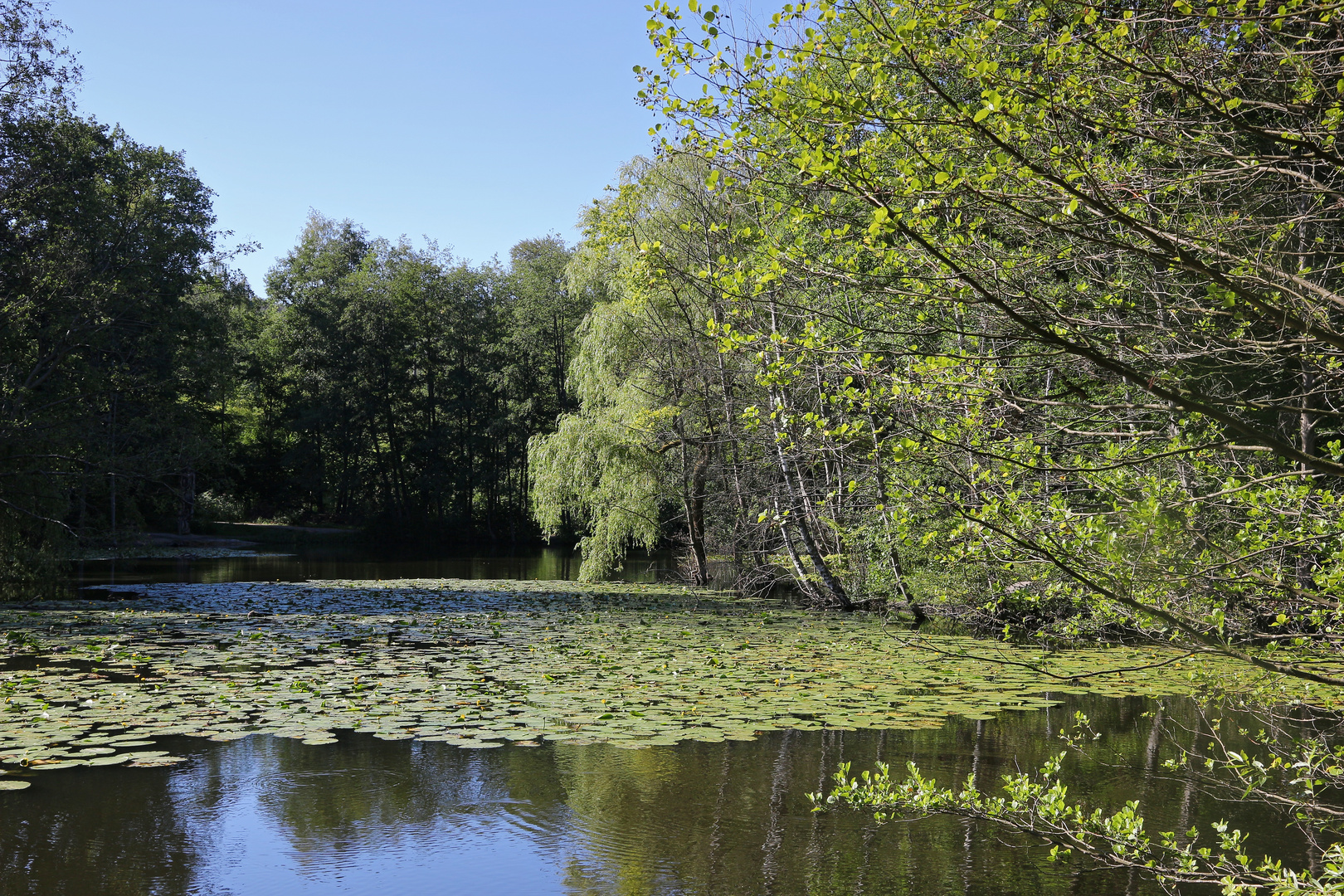 Waldweiher (2020_08_05_6086_EOS 100D_ji)