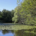 Waldweiher (2020_08_05_6086_EOS 100D_ji)