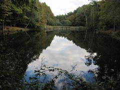 Waldweiher