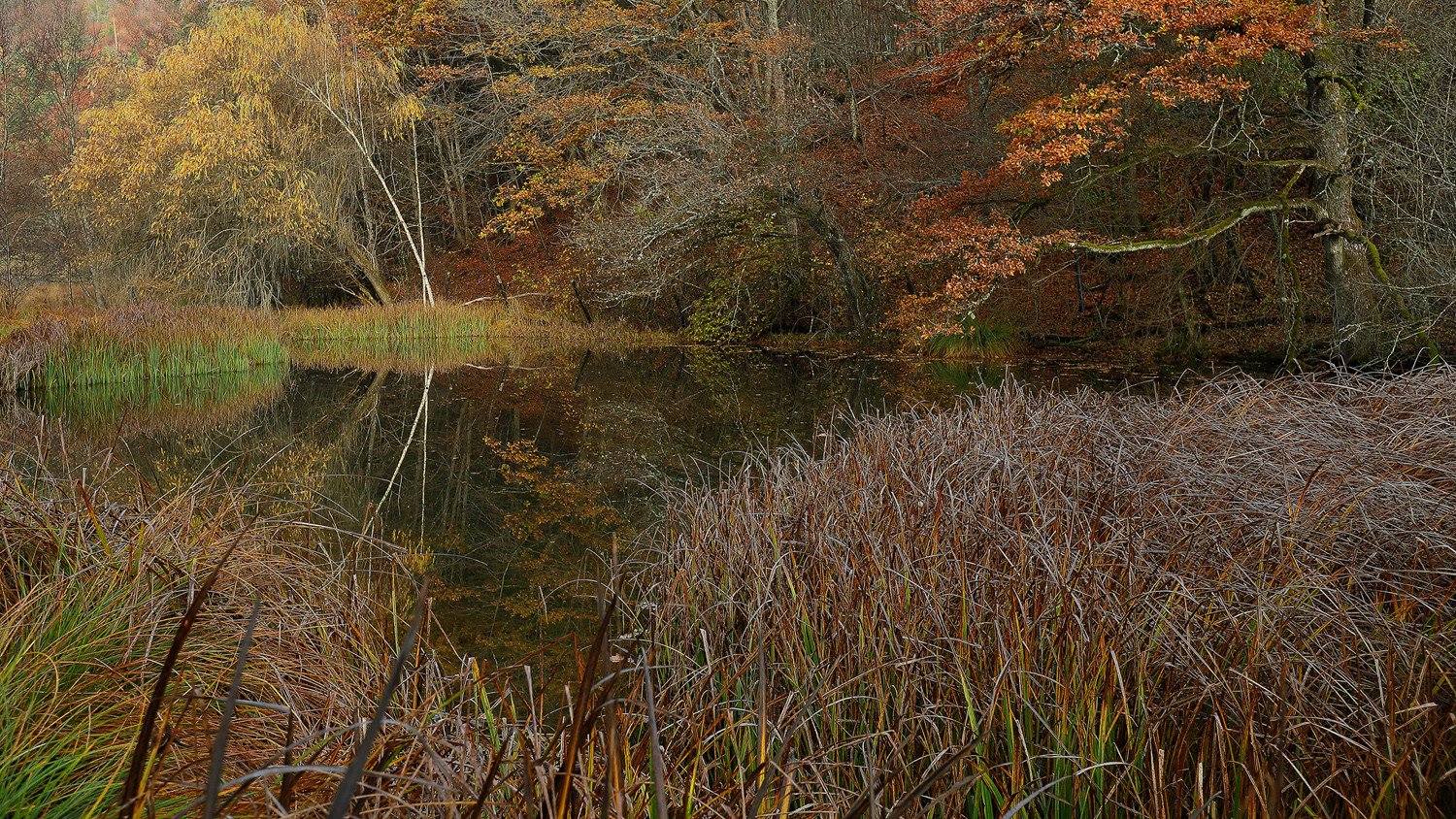 Waldweiher