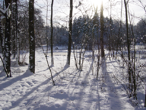 Waldweiher