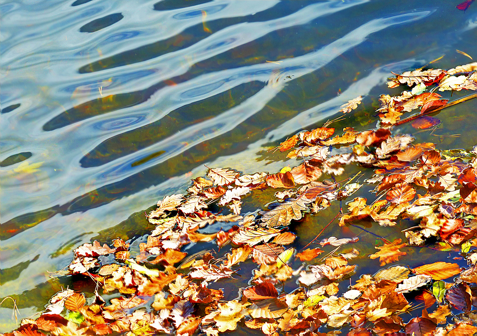 Waldweiher Herbst