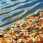 Waldweiher Herbst