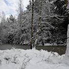 Waldweiher im Februar