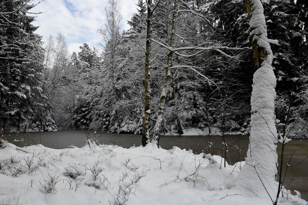 Waldweiher im Februar