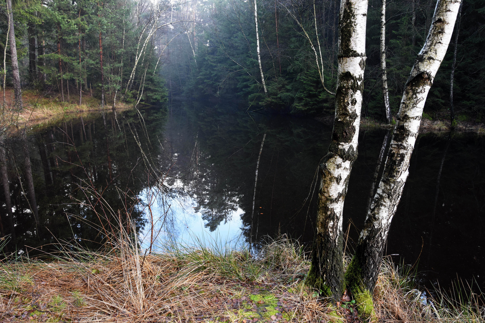 Waldweiher im Januar