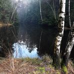 Waldweiher im Januar